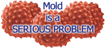 Mold is a Serious Problem